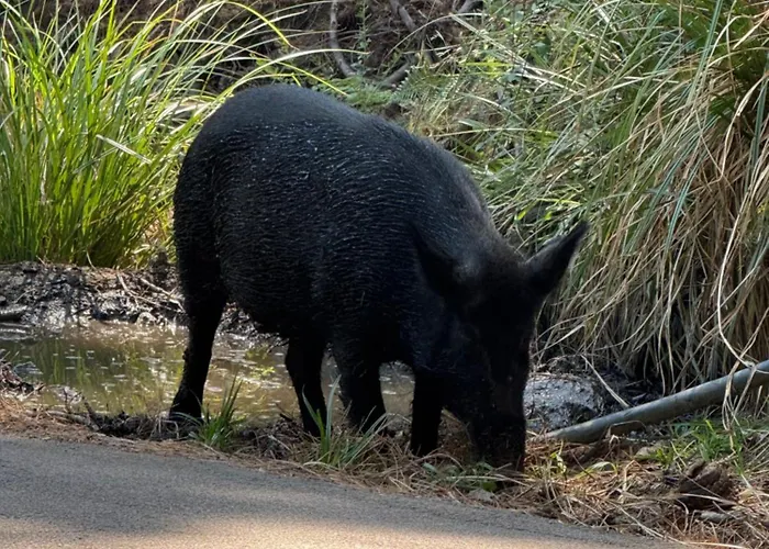 Avec Piscines Et à Pied Appartamento Linguizzetta