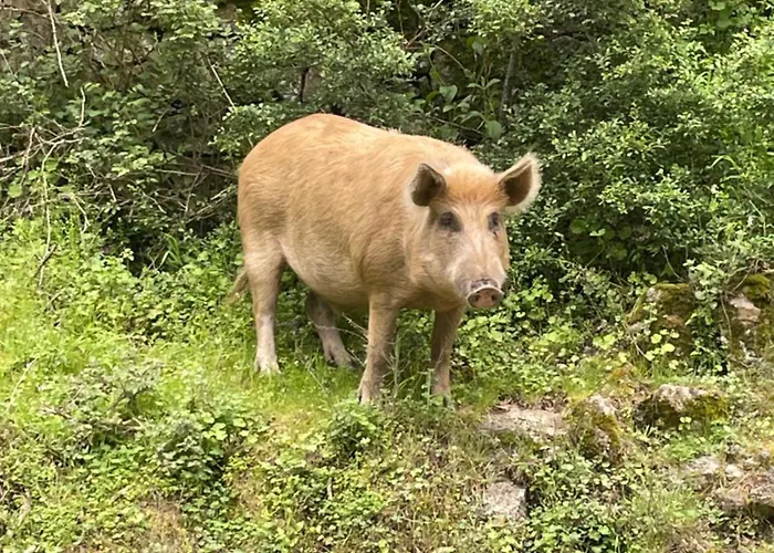 Avec Piscines Et à Pied Appartamento